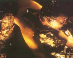 File:Creature03 tooms1.jpg