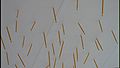Thumbnail for version as of 17:54, 29 December 2009